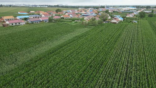 科學(xué)施策助農(nóng)減災(zāi)，守牢糧倉——農(nóng)業(yè)大省吉林受災(zāi)農(nóng)田生產(chǎn)恢復(fù)直擊