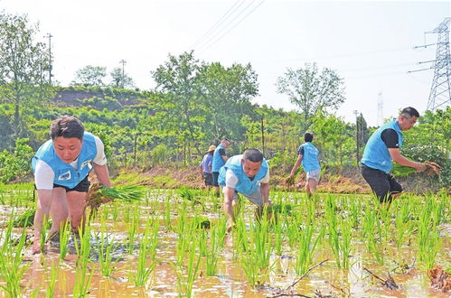 青年志愿者助農(nóng)插秧忙春耕 助力畜產(chǎn)品購銷貿(mào)易