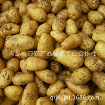 新季優(yōu)質(zhì)土豆 產(chǎn)地直供，新鮮營(yíng)養(yǎng)的餐桌之選