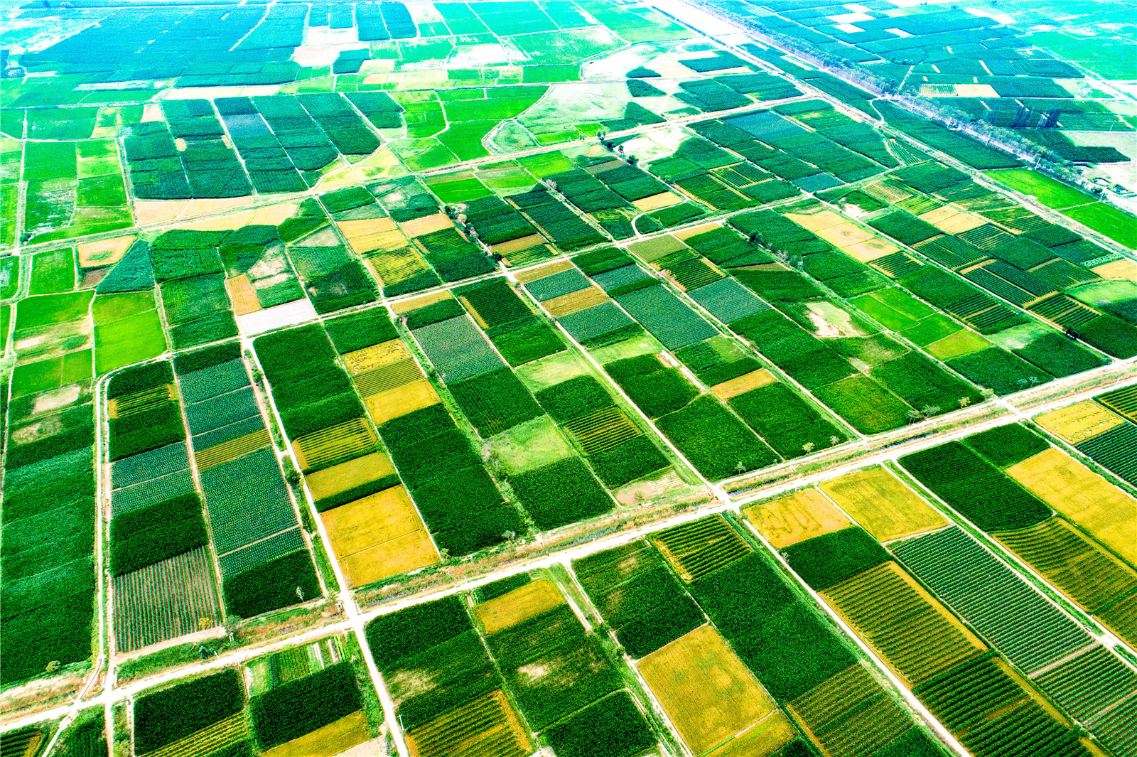 黃河兩岸是我家 四十里店，希望的田野