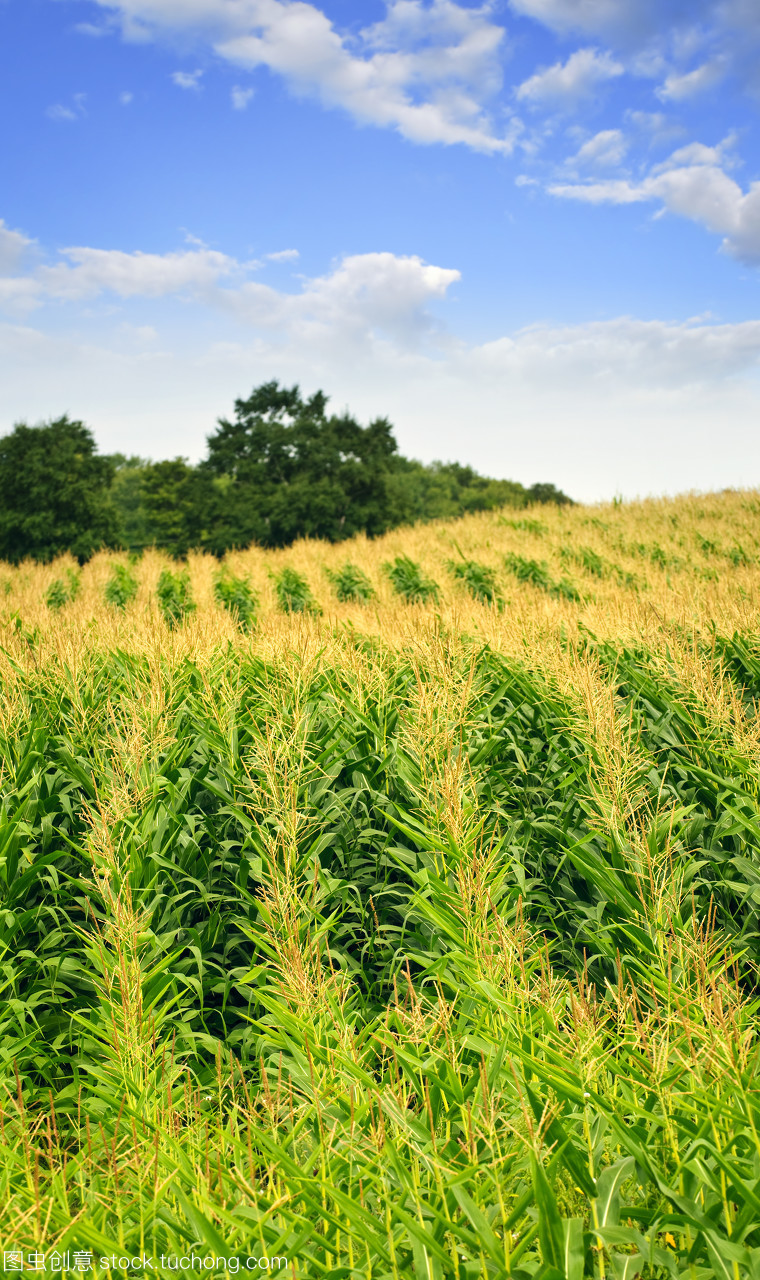鄉間田野的藍調敘事